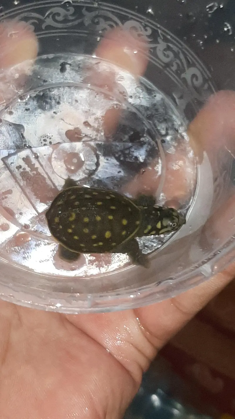 turtles baby just egg se nekala hain 1.5 inch size ya 2 inch — photo 6