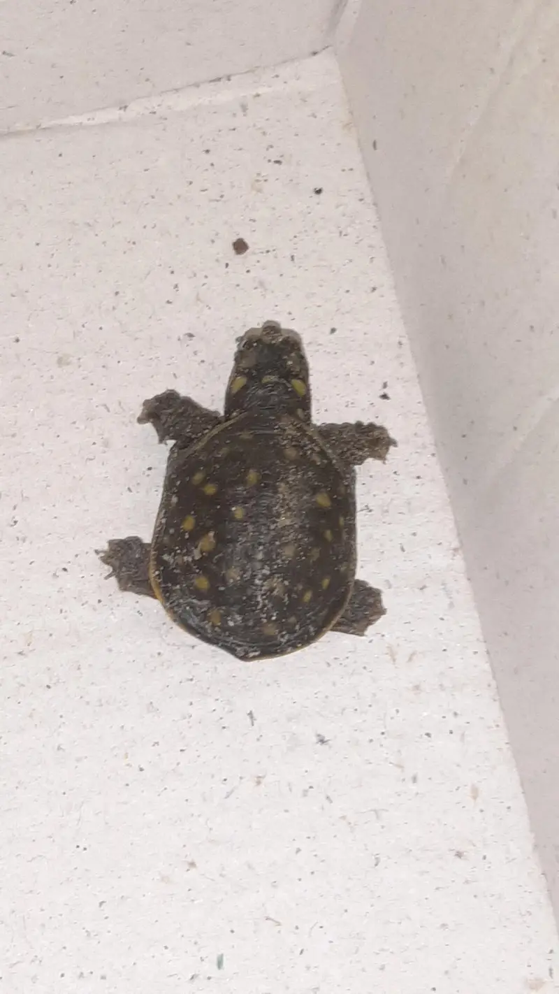 turtles baby just egg se nekala hain 1.5 inch size ya 2 inch — photo 7