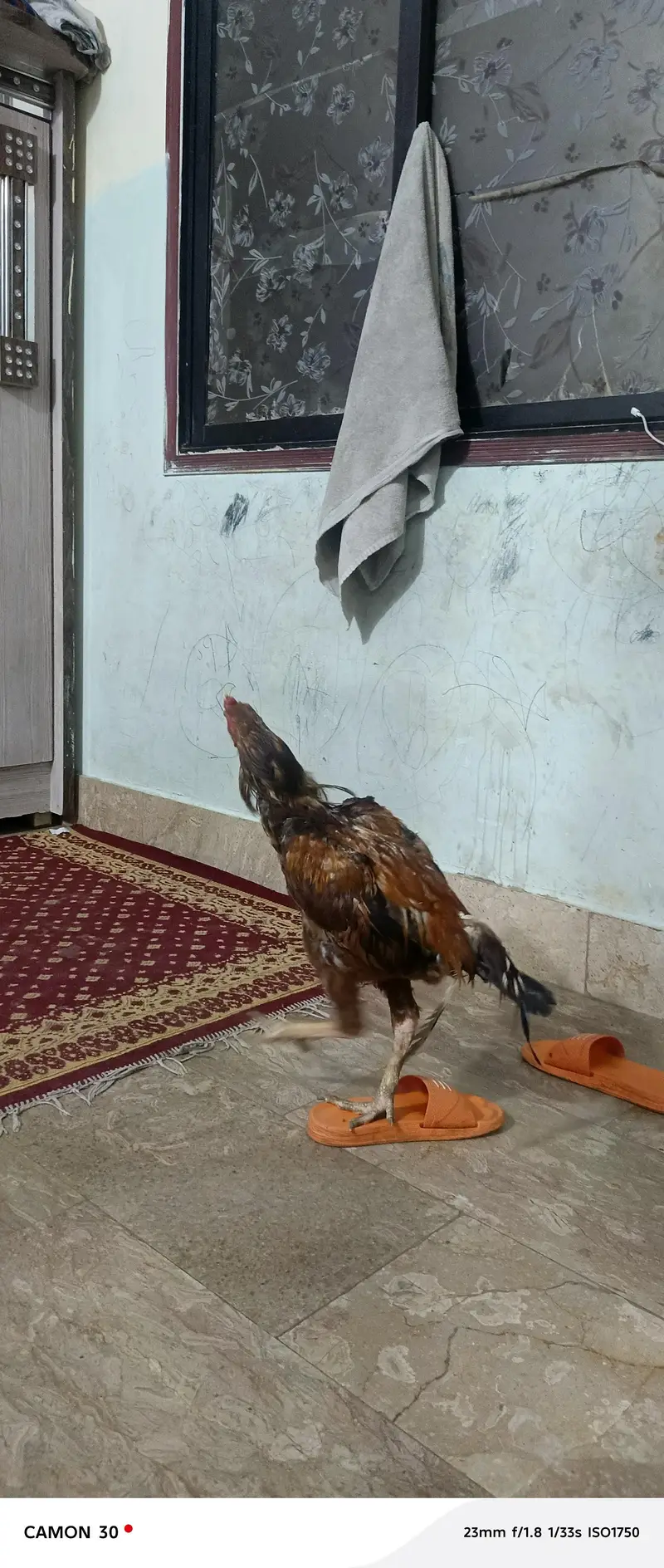 pure aseel ghr ka — photo 2