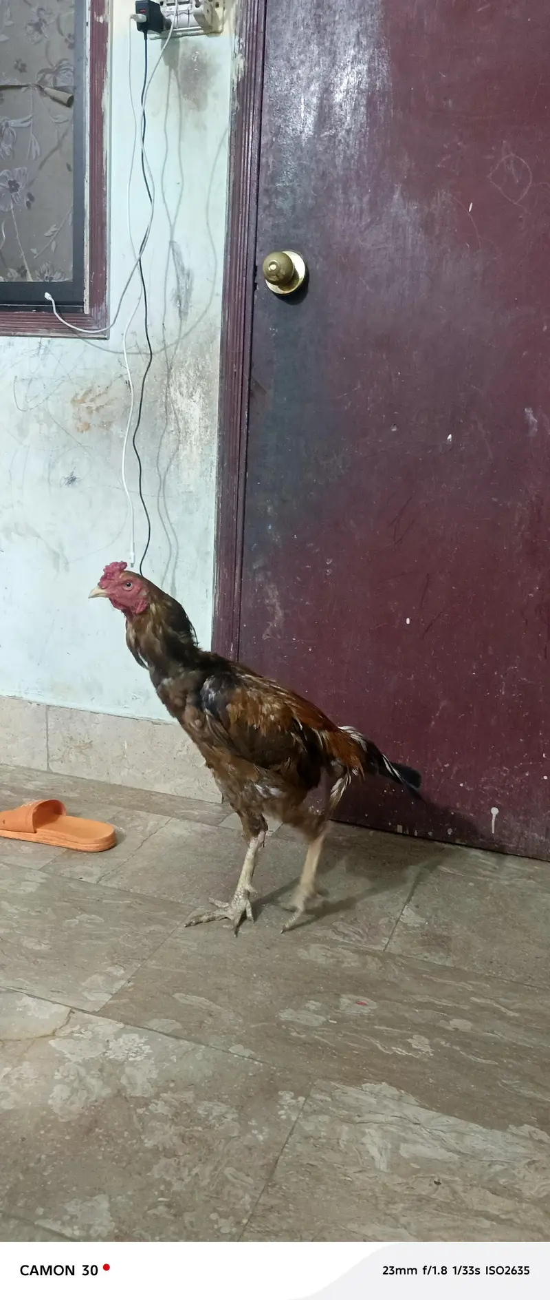 pure aseel ghr ka — photo 3