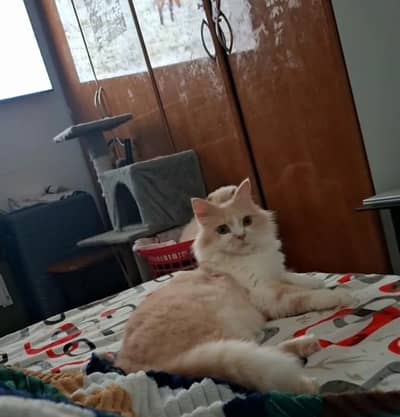 good punch triple Cote kitten full trnd 03489375822wtsp