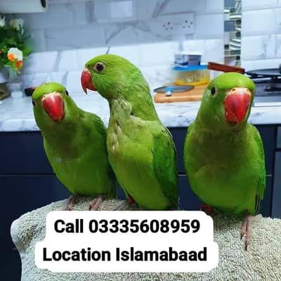 Single 5,500 Hand Tamed Friendly Green Ring Neck Male/Female Parrot's