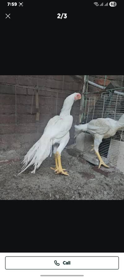 Indian Parrot beak | Tamil tail | Coin Head | Imported Bloodline