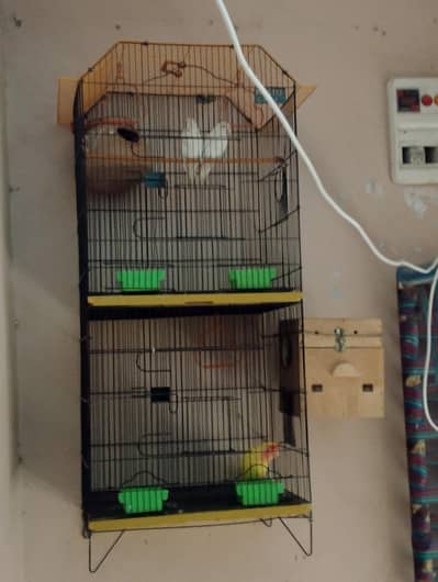 pinjra with Birds 2pair