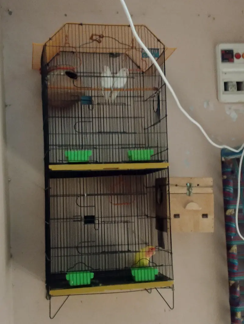 pinjra with Birds 2pair