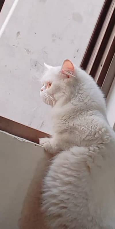 persian cat single coat urgent for sale