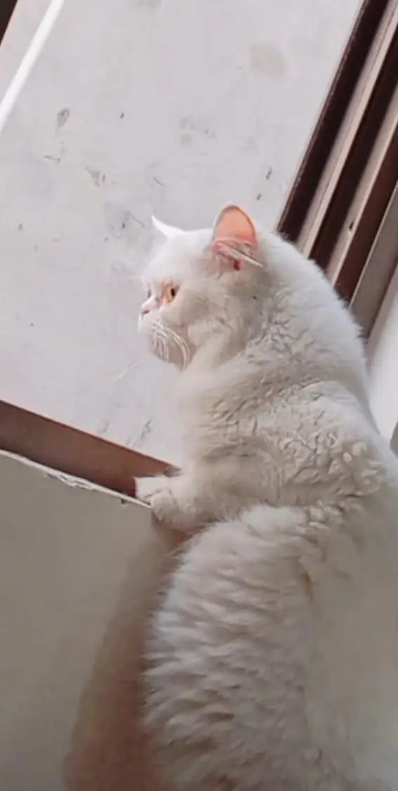 persian cat single coat urgent for sale — photo 2