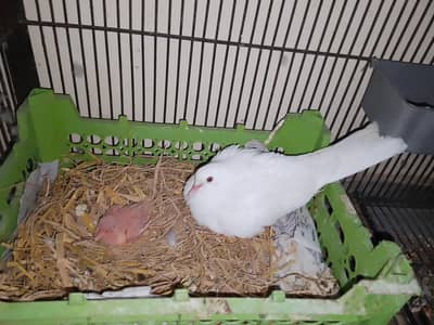 1 male and Two female and 1 baby red eyes