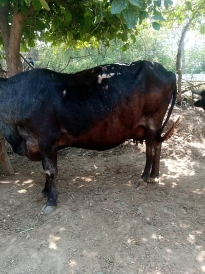 Cow for sale urgent