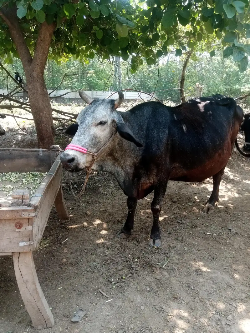 Cow for sale urgent — photo 2