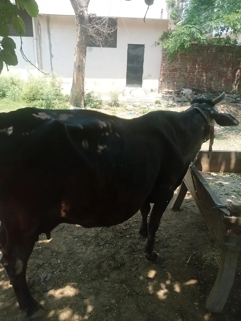 Cow for sale urgent — photo 3