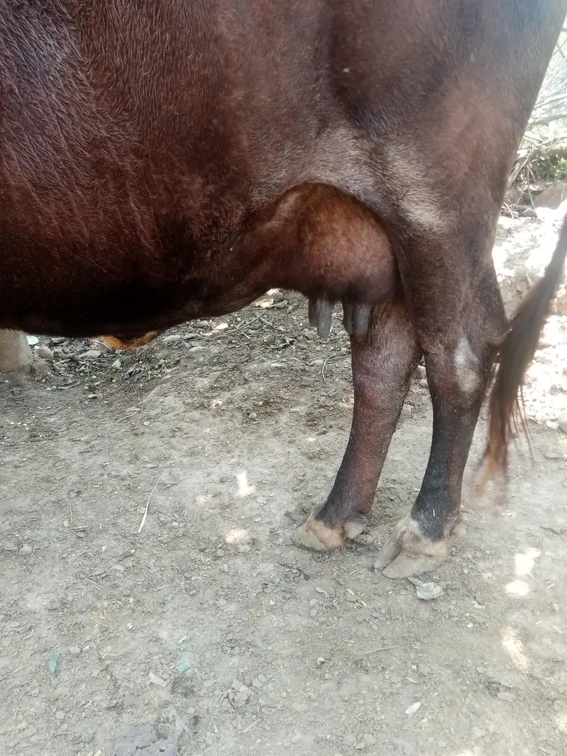 Cow for sale urgent — photo 4