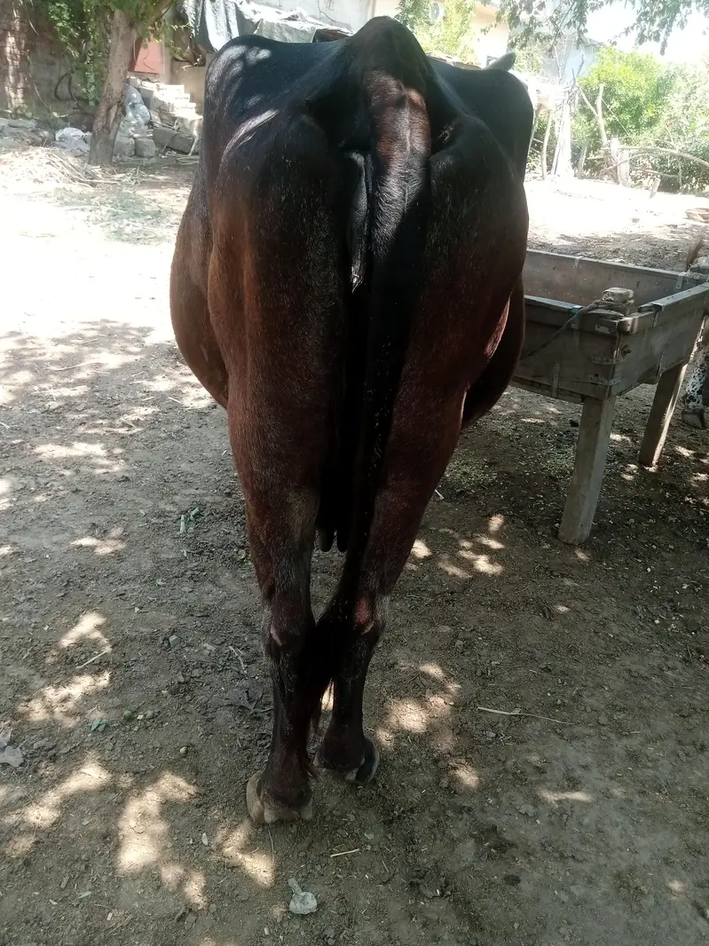 Cow for sale urgent — photo 5
