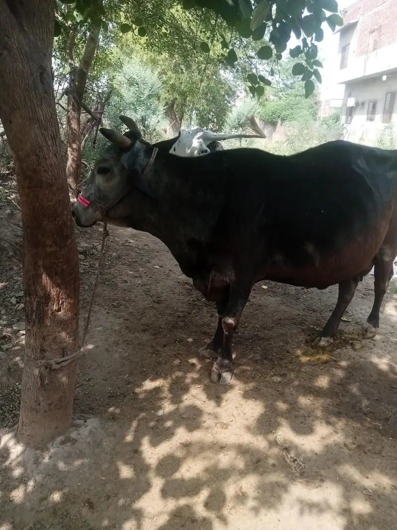 Cow for sale urgent — photo 6