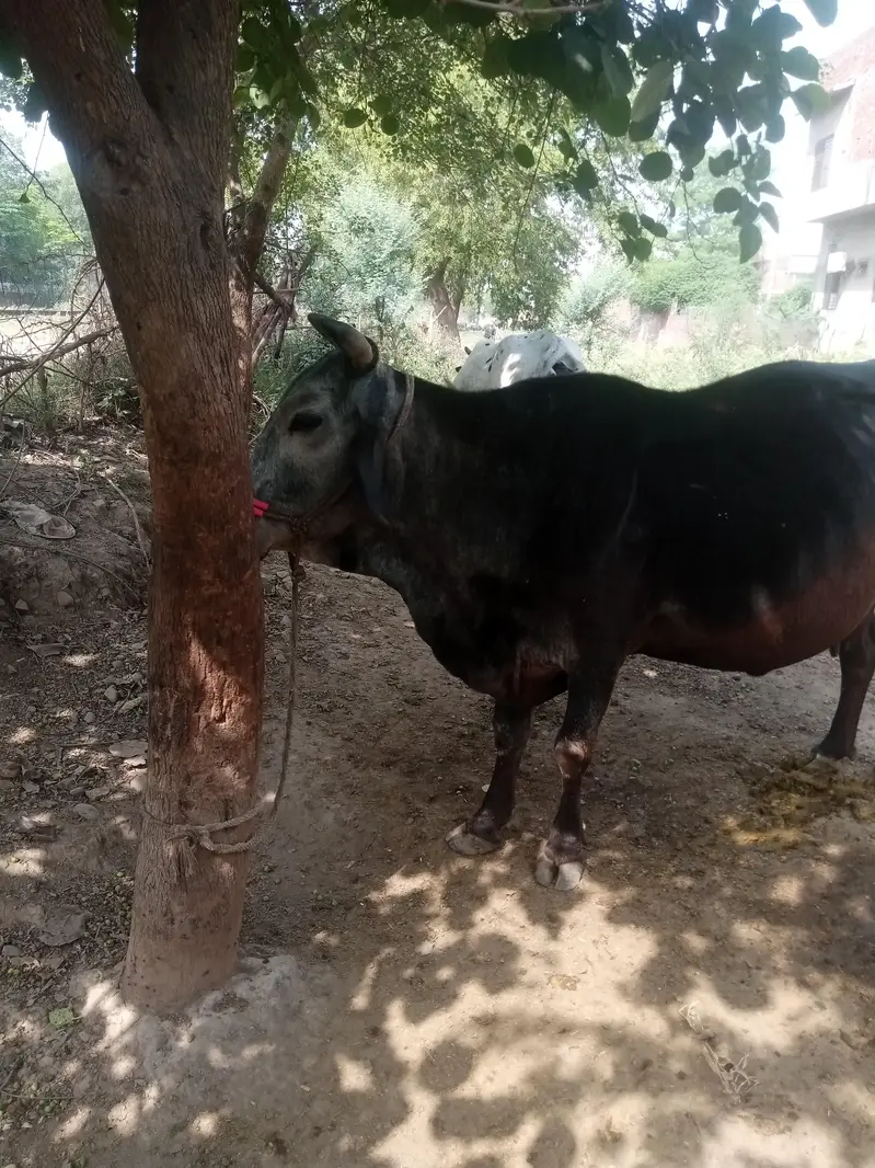 Cow for sale urgent — photo 7
