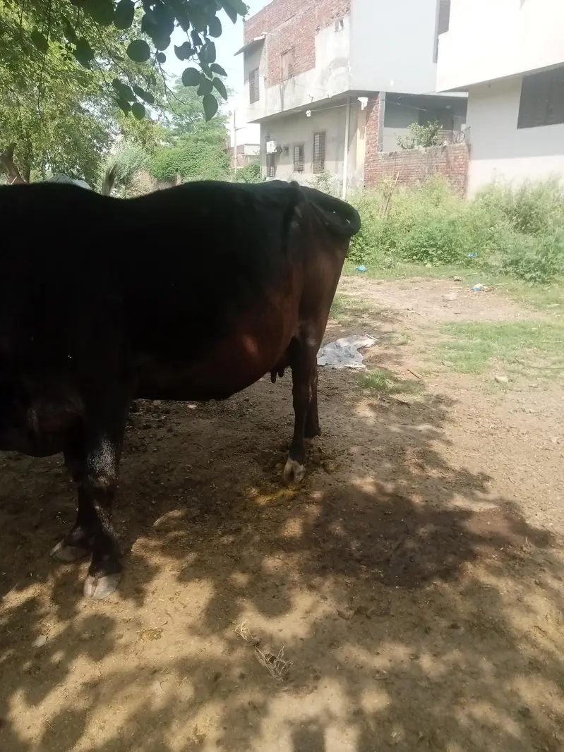 Cow for sale urgent — photo 8