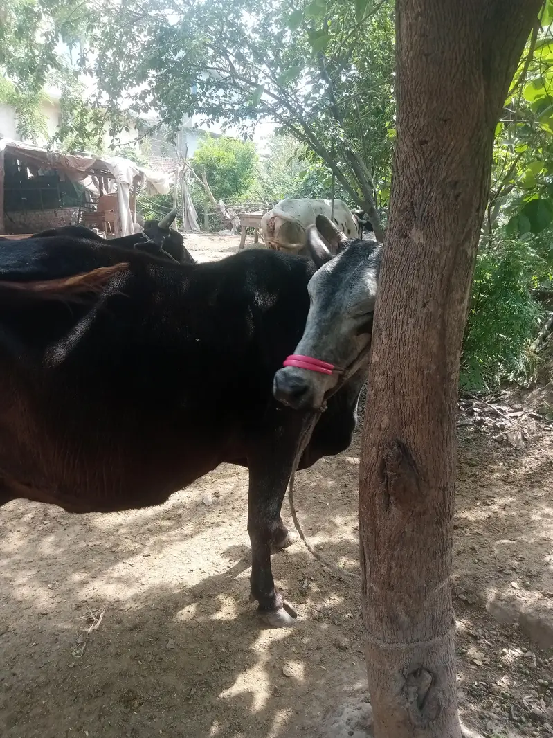 Cow for sale urgent — photo 9