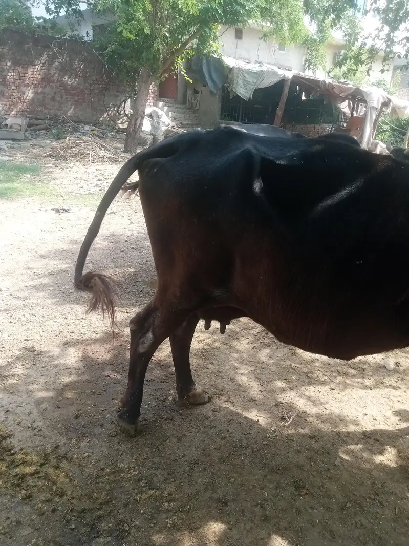 Cow for sale urgent — photo 10
