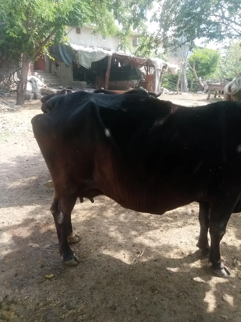 Cow for sale urgent — photo 11