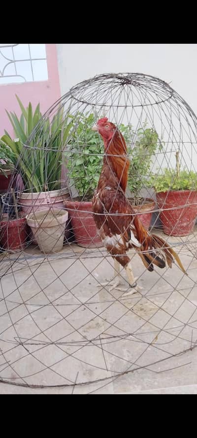 Aseel peela murga