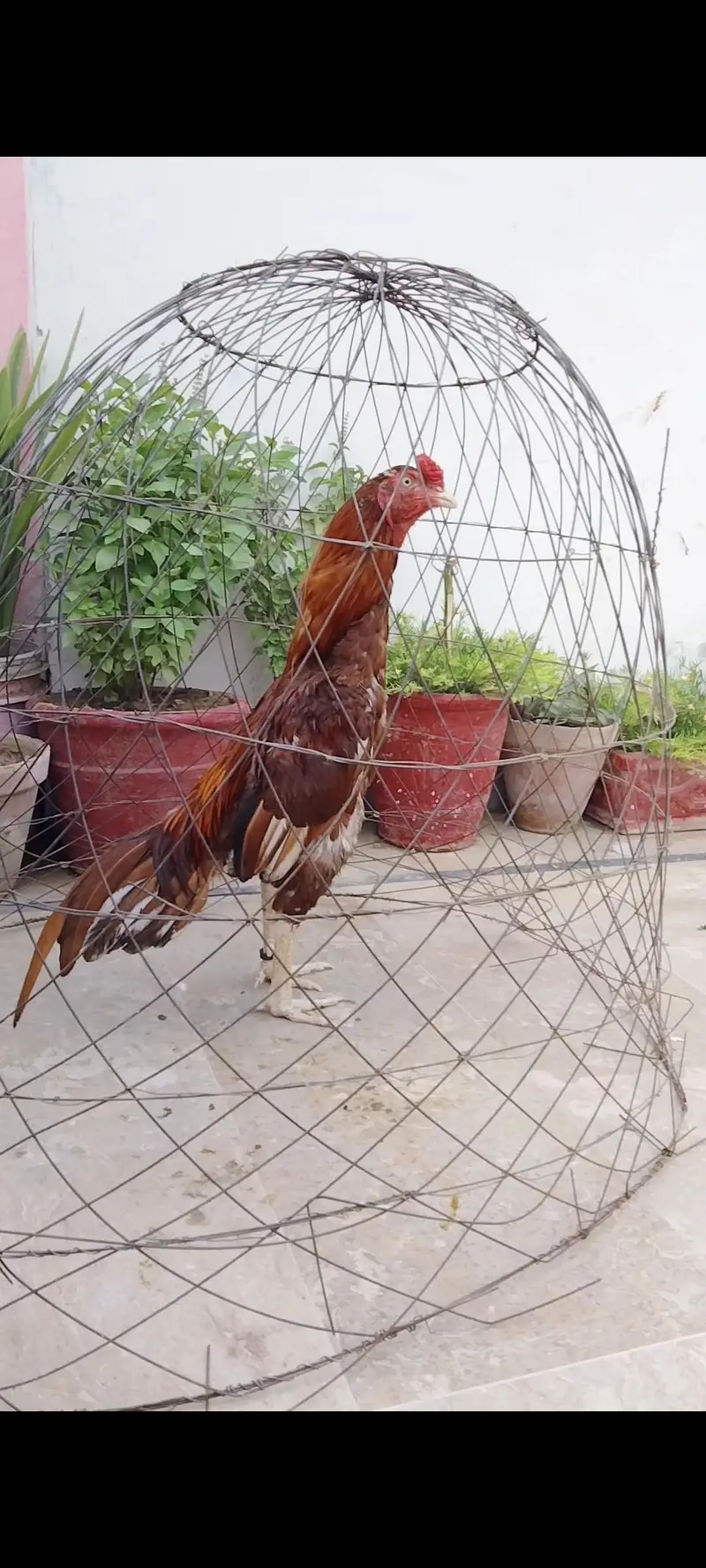 Aseel peela murga — photo 2