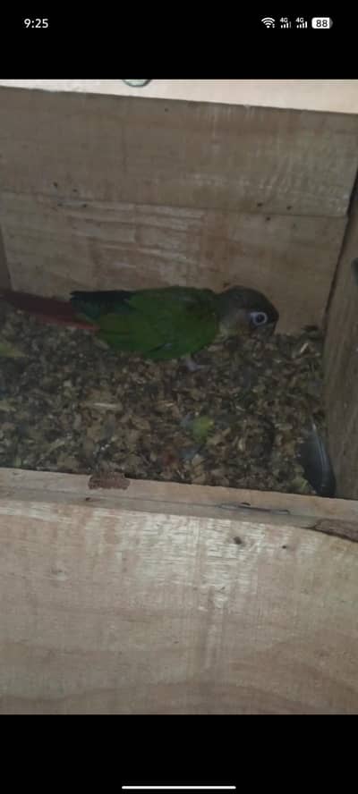 green chick cnour