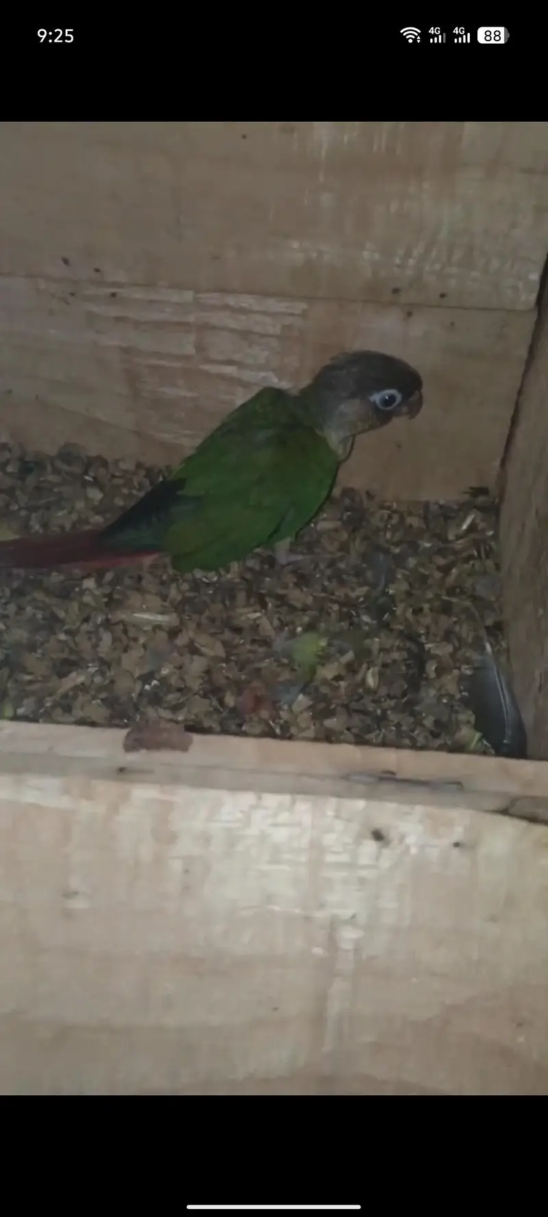 green chick cnour — photo 2