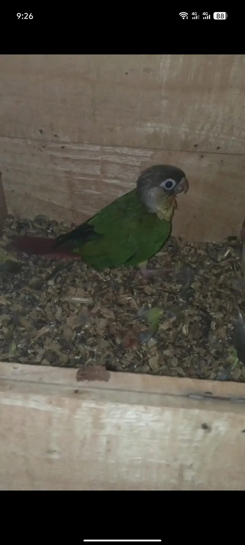 green chick cnour — photo 3