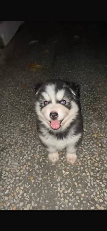 Siberian husky female pup blue eyes long hairs very active .