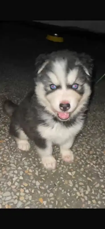Siberian husky female pup blue eyes long hairs very active . — photo 2