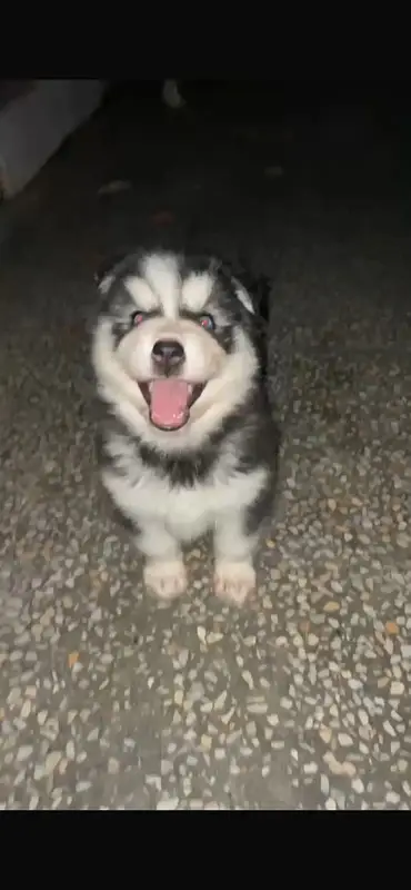 Siberian husky female pup blue eyes long hairs very active . — photo 3