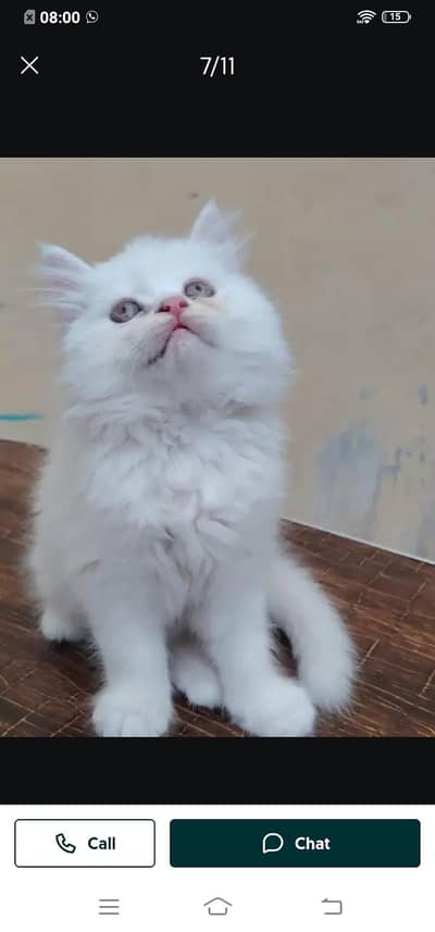 Persian cat for sale male or female my WhatsApp313=48=11=265