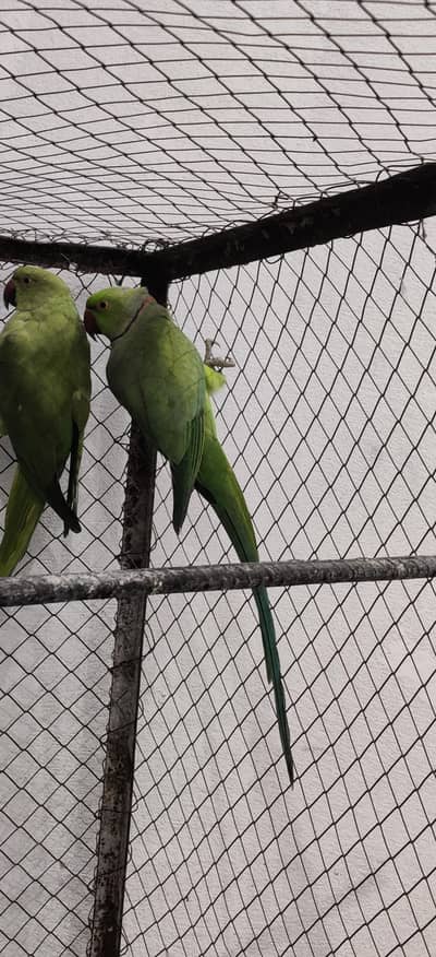 ringnack breeder pair what's 03127252459