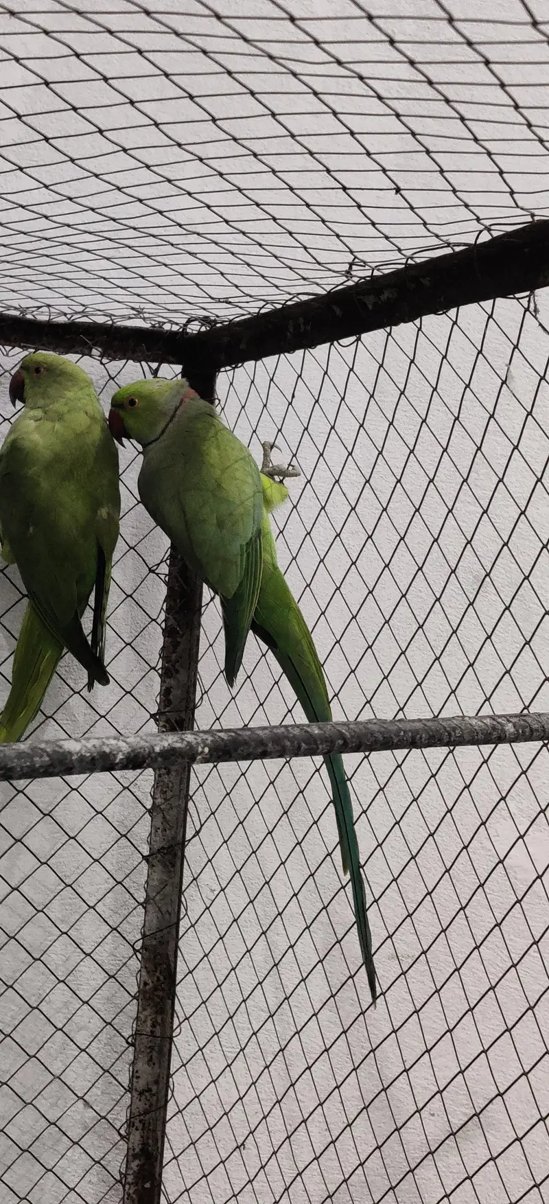 ringnack breeder pair what's 03127252459 — photo 2