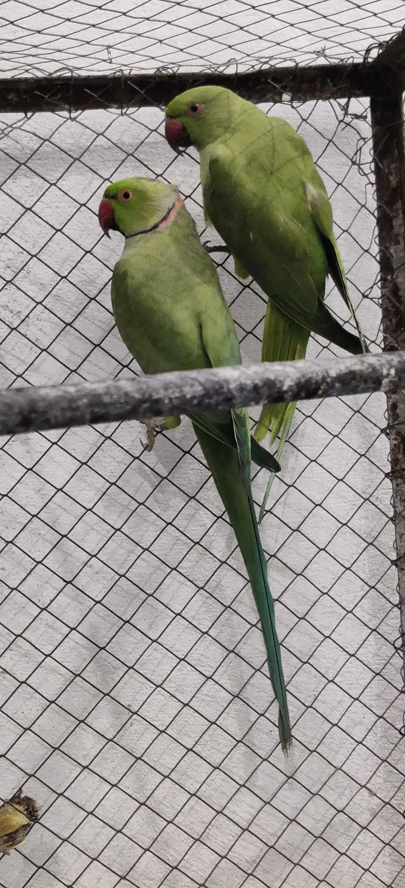 ringnack breeder pair what's 03127252459 — photo 5