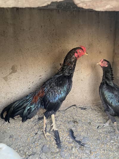 thai pair high quality