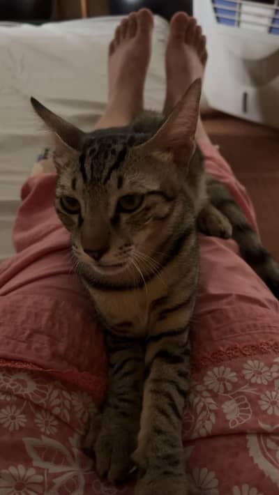 Cats pair available for adoption