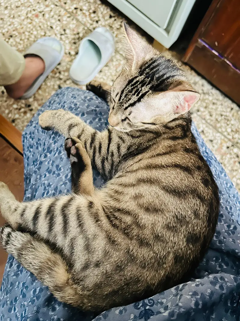 Cats pair available for adoption — photo 9
