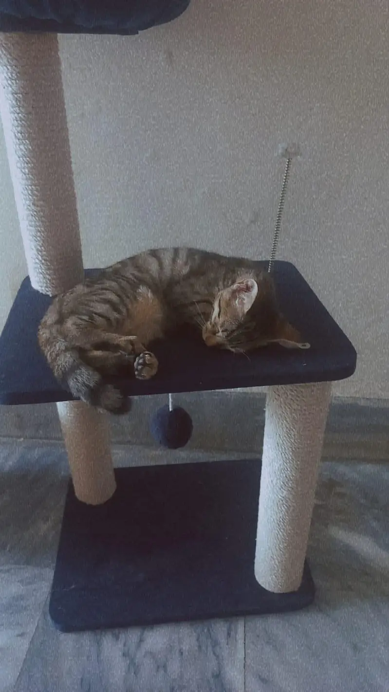 Cats pair available for adoption — photo 10