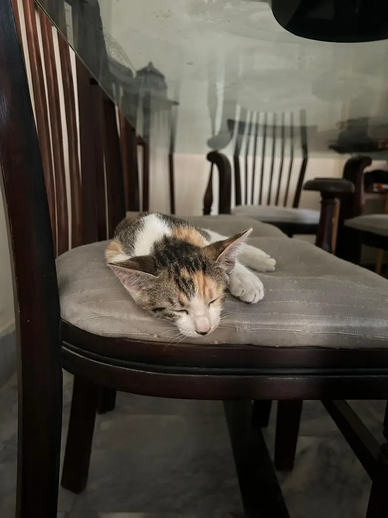 Cats pair available for adoption — photo 11