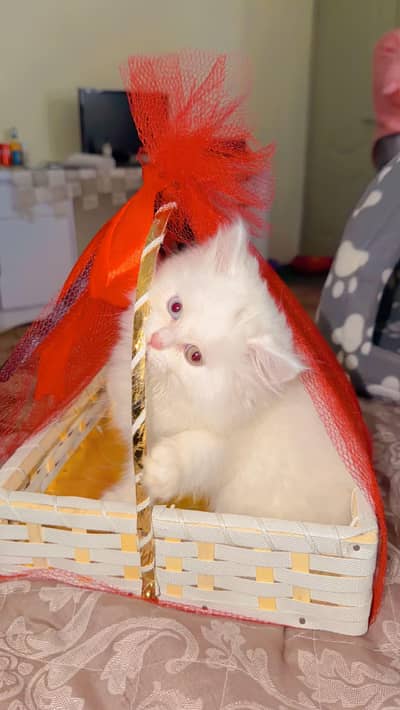 Persian cat triple coated odd eyes All vacation complete