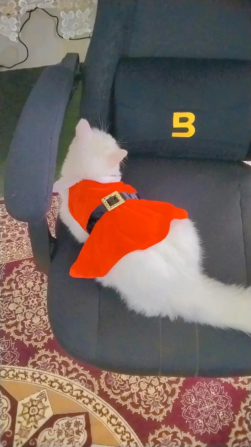 Persian cat triple coated odd eyes All vacation complete — photo 2