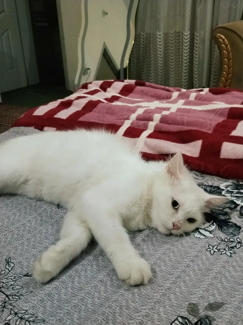 Persian cat triple coated odd eyes All vacation complete — photo 3
