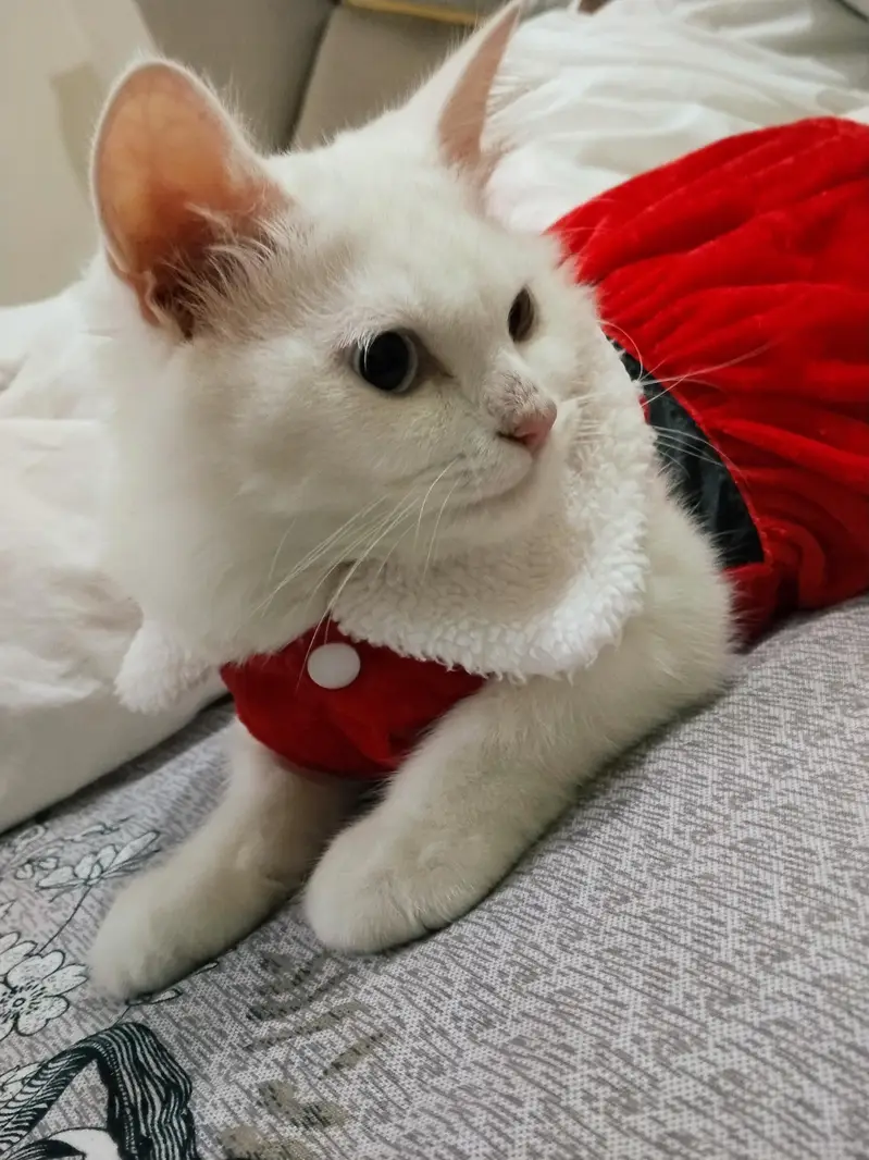 Persian cat triple coated odd eyes All vacation complete — photo 4