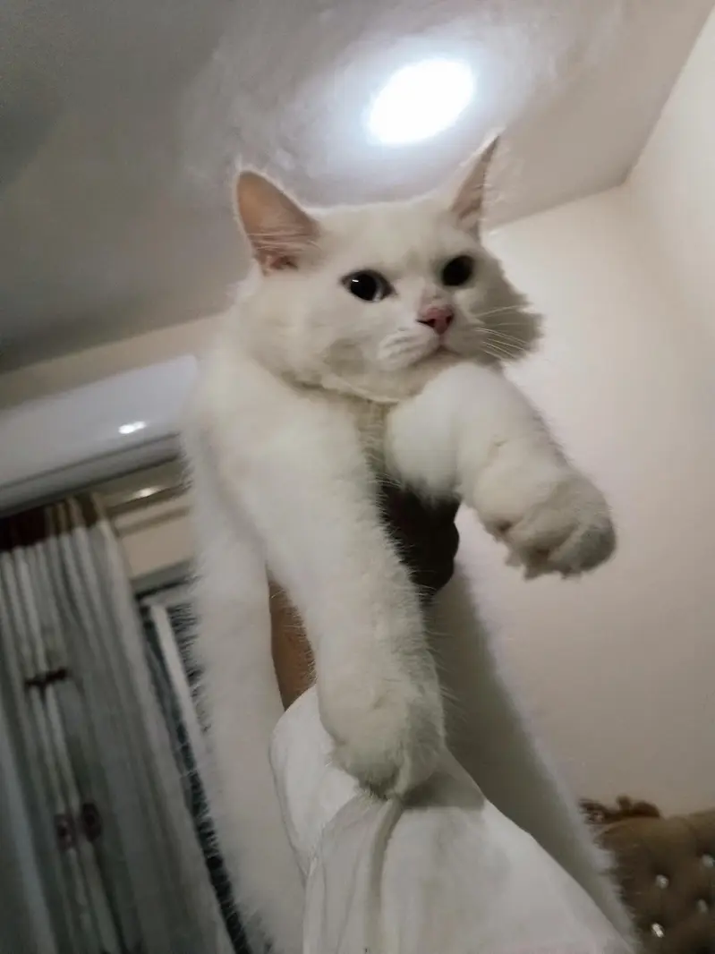 Persian cat triple coated odd eyes All vacation complete — photo 5