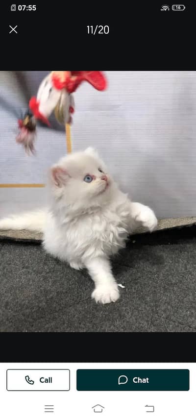 Persian cat for sale male or female my WhatsApp313=48=11=265
