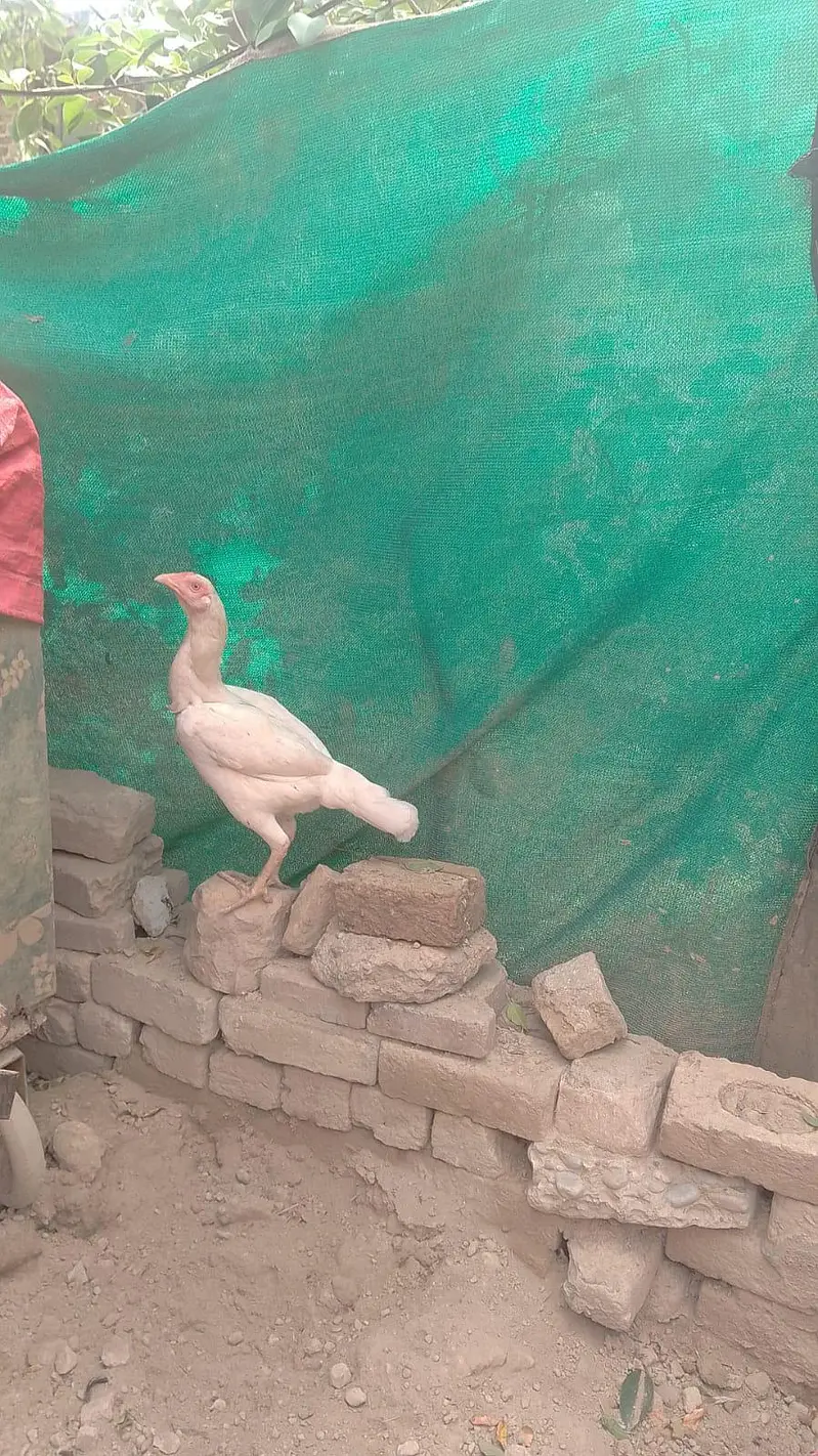 aseel — photo 2