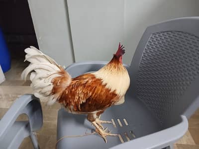 Roaster for urgent sale