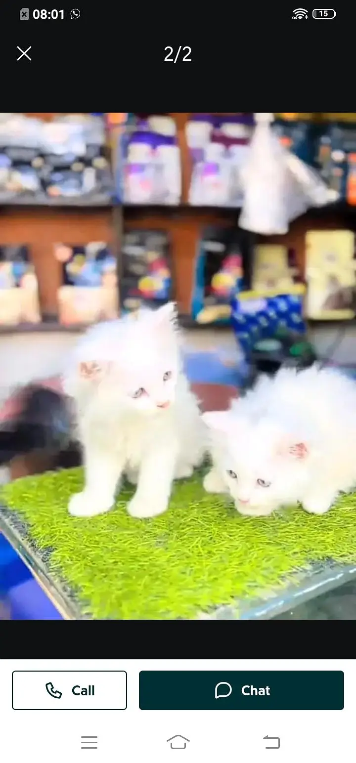 Persian cat for sale male or female my WhatsApp313=48=11=265 — photo 2