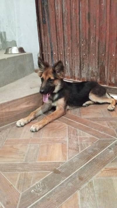 Vaccinated male German Alsession puppy
